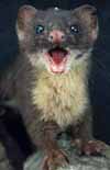 Waskly Weasel!