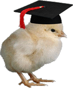 One smart chick