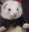 Weasel!